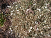 nte Rinatu-20110615 019